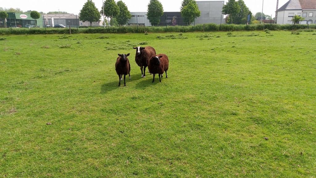 Moutons