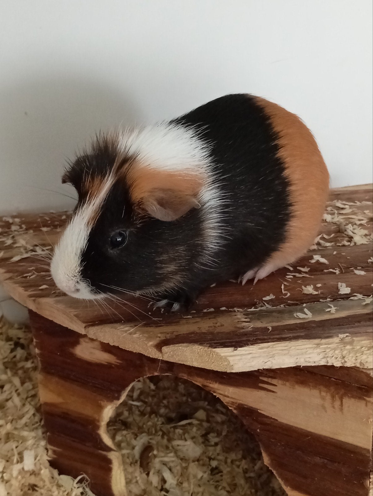 Twee mannelijke ( beertjes) cavia s, Mâle, Domestique, Avril, Cobaye