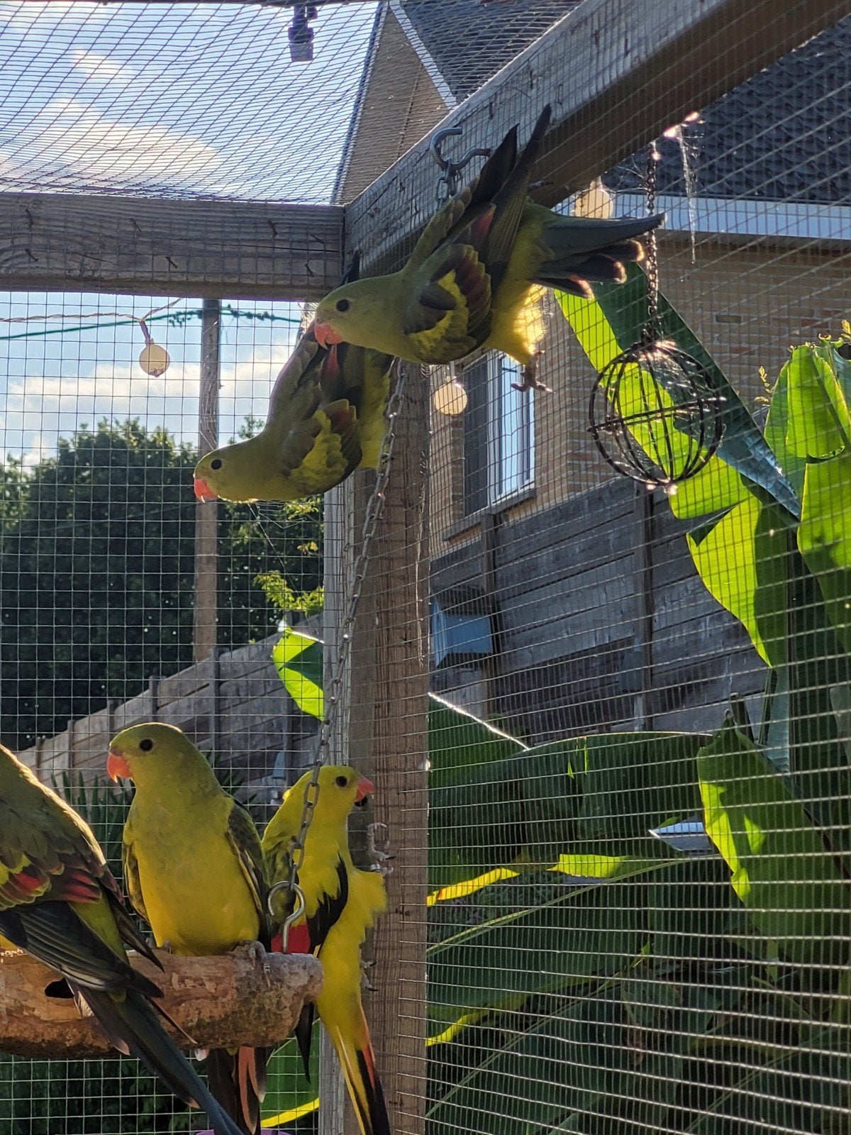 perruches de montagne, Animaux & Accessoires, Oiseaux | Perruches & Perroquets