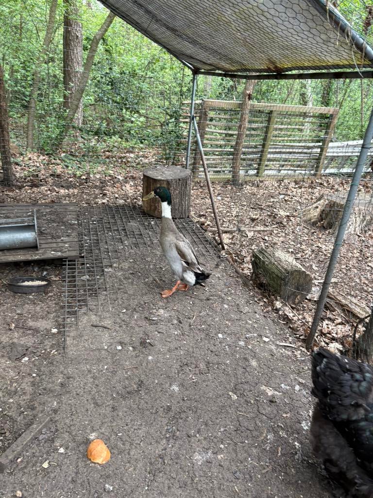 Loopeenden, Dieren en Toebehoren, Pluimvee