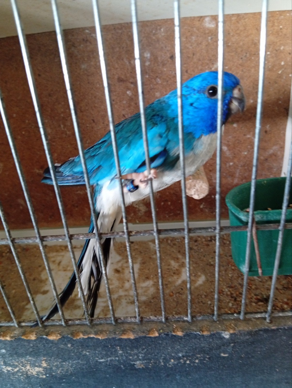 Splendid blauwe witborst 23, Dieren en Toebehoren