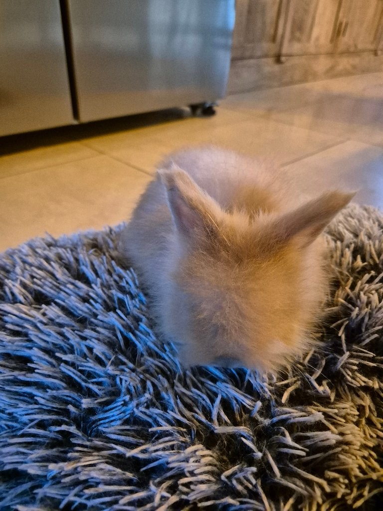 Lapins nains, Dieren en Toebehoren, Konijnen, Meerdere dieren, Dwerg, 0 tot 2 jaar