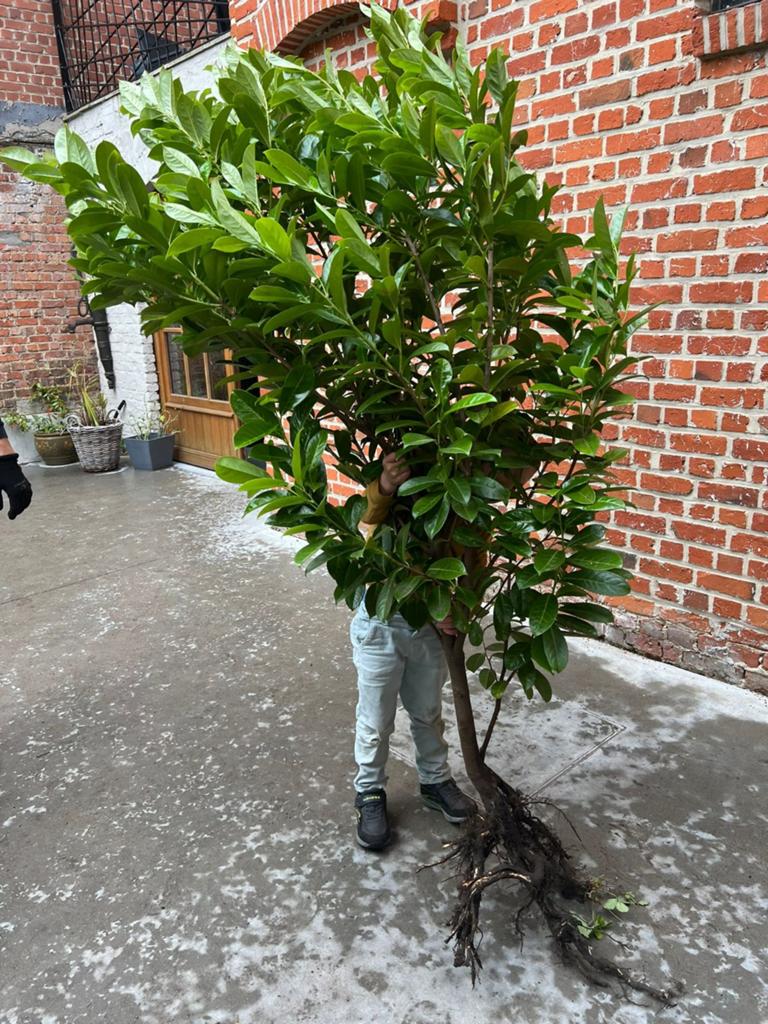 Gratis laurierkers of paplauwerier, Ophalen