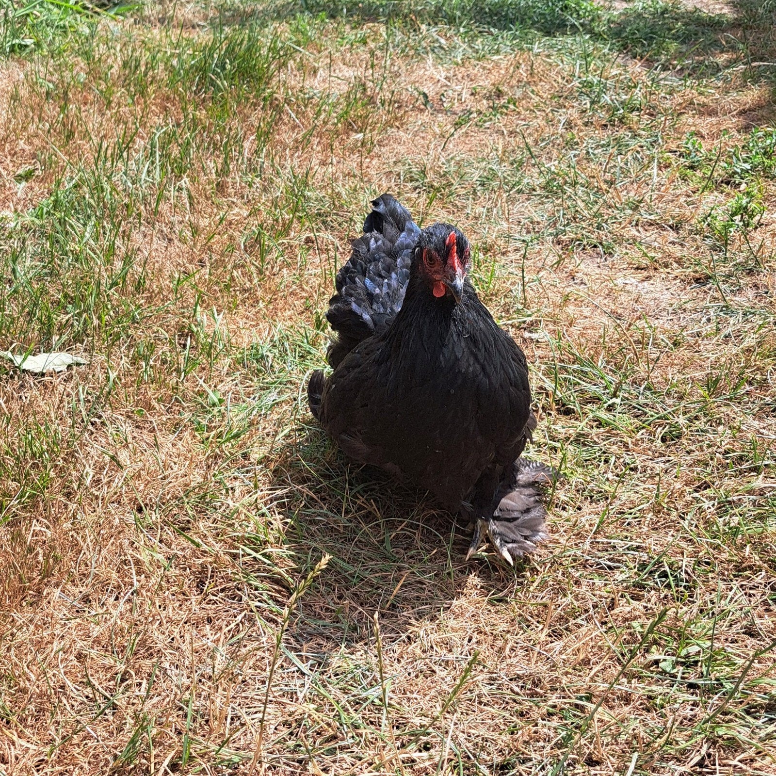 Cochin krielkippen zwart (met schitterende keverglans), Femelle, Poule ou poulet