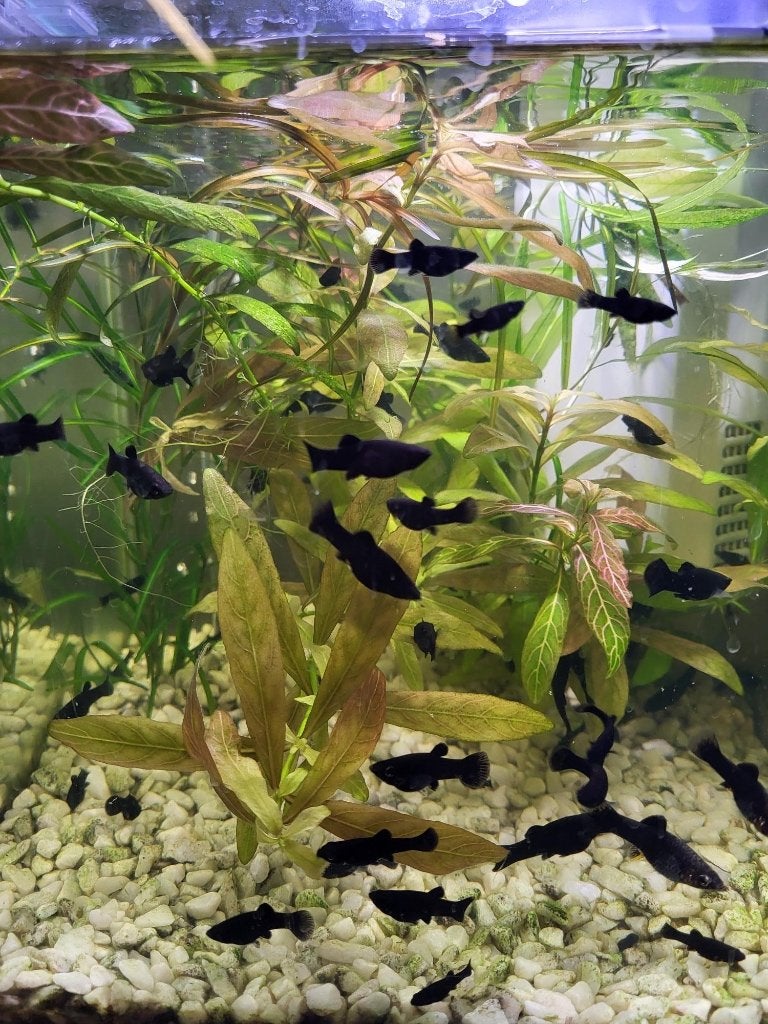 Black Molly's, Dieren en Toebehoren, Vis, Zoetwatervis, Schoolvis
