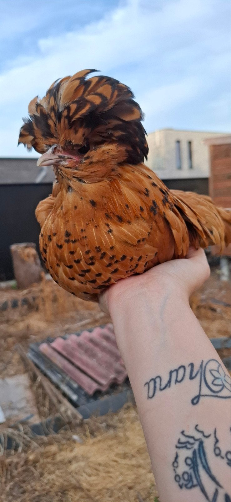 Padua kriel hennen 3 voor €50, Dieren en Toebehoren