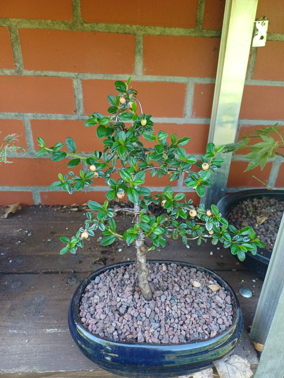1 cotoneaster met witte bloemen en bessen, Ophalen