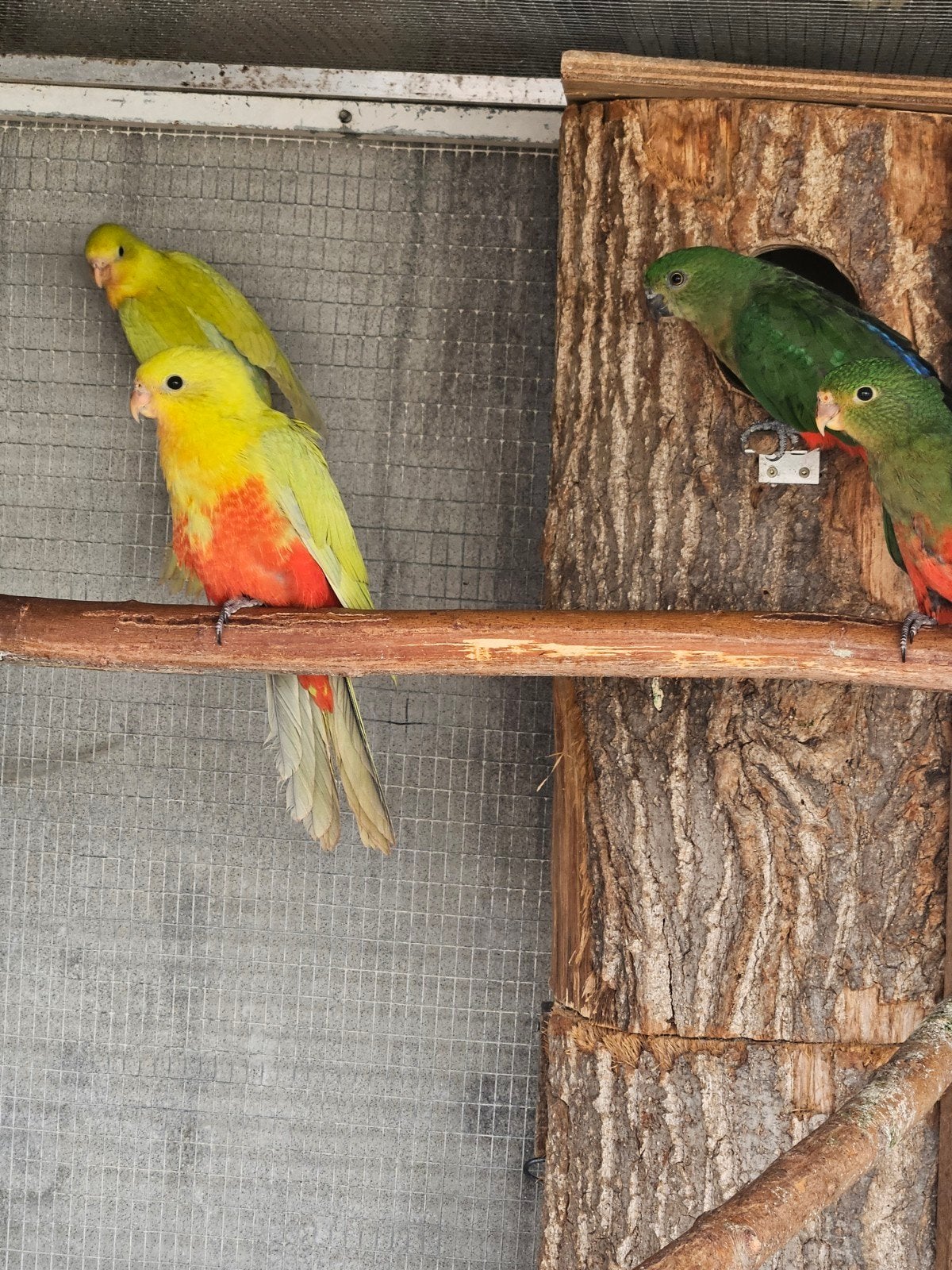 koningsparkieten   geel, Plusieurs animaux, Perruche, Bagué