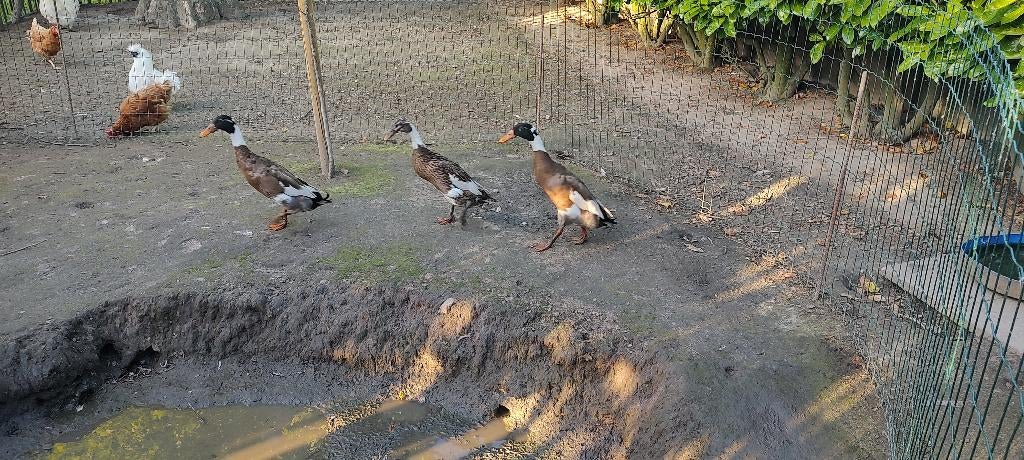 Loopeenden, Animaux & Accessoires, Mâle, Canard
