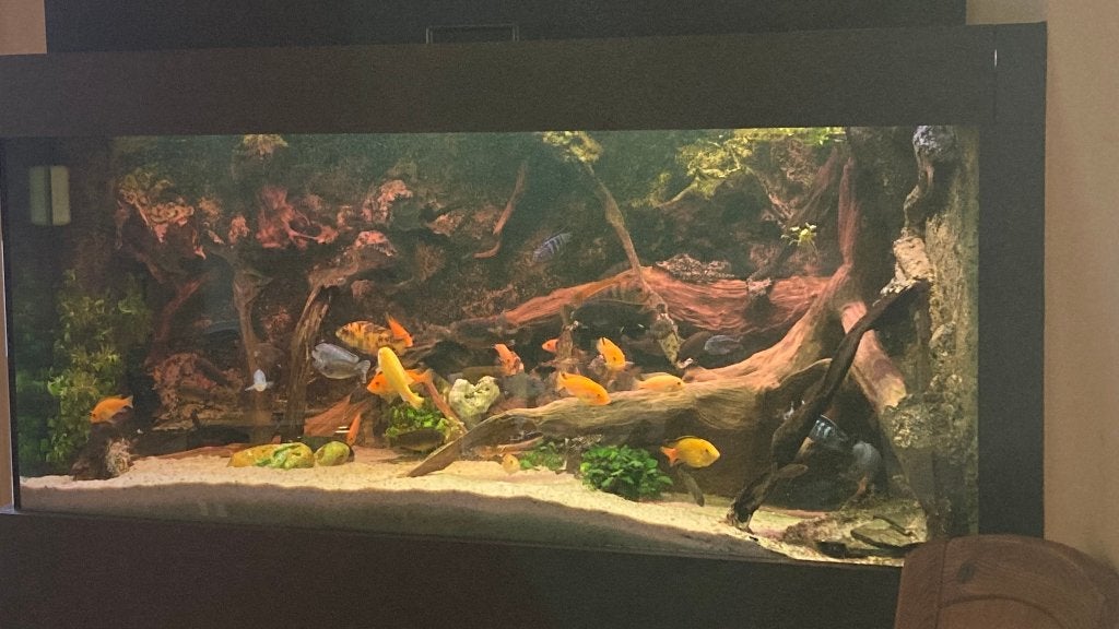 Groot hoek-aquarium met bio- en tricklefilter, Ophalen, Gebruikt, Overige merken, Gevuld zoetwateraquarium
