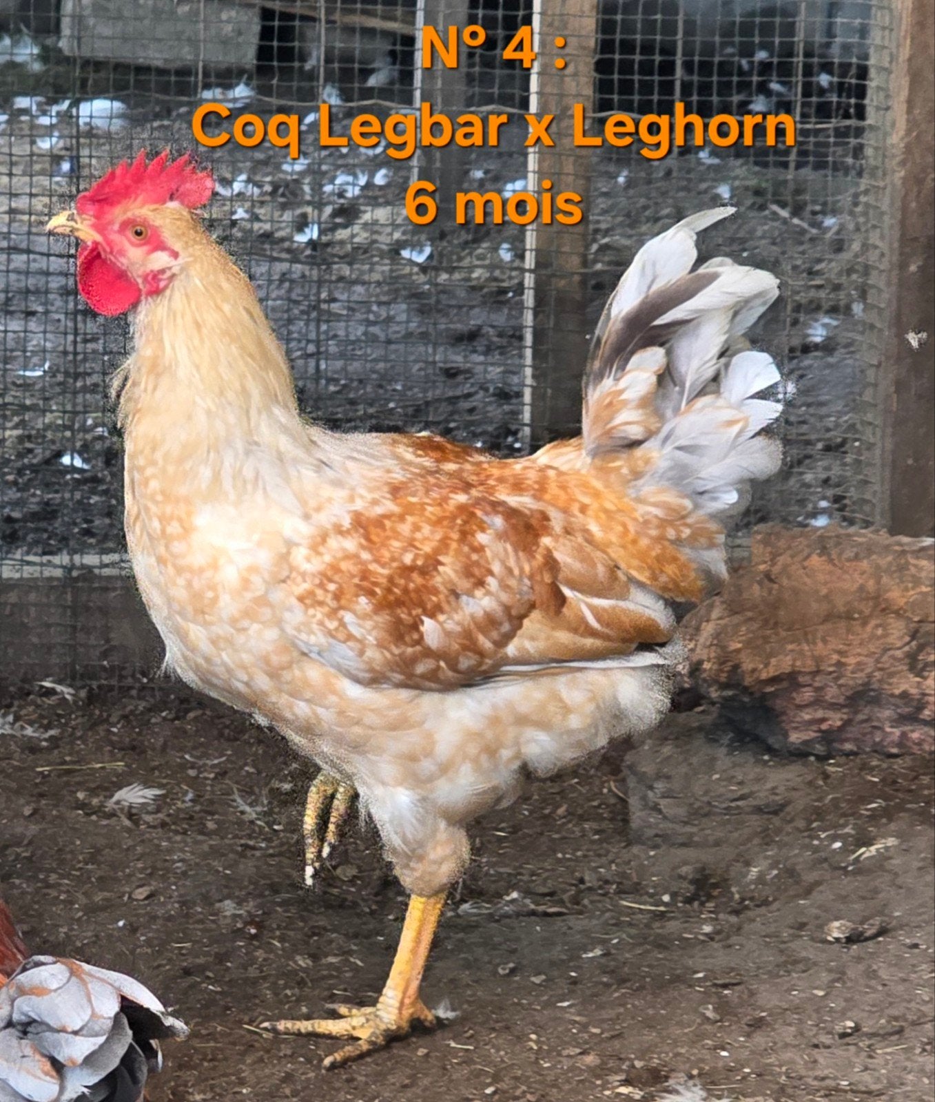Jonge haan Legbar x Leghorn (6 maand oud), Mannelijk, Kip