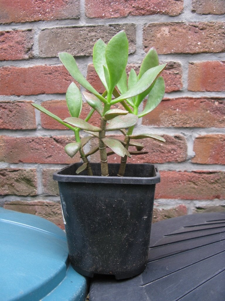 Crassula arborescens, Huis en Inrichting, Kamerplanten, Ophalen, Vetplant, In pot, Minder dan 100 cm