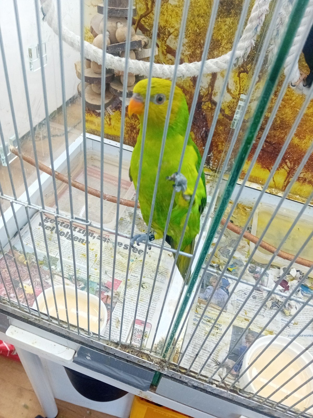 Loriquet à tête jaune