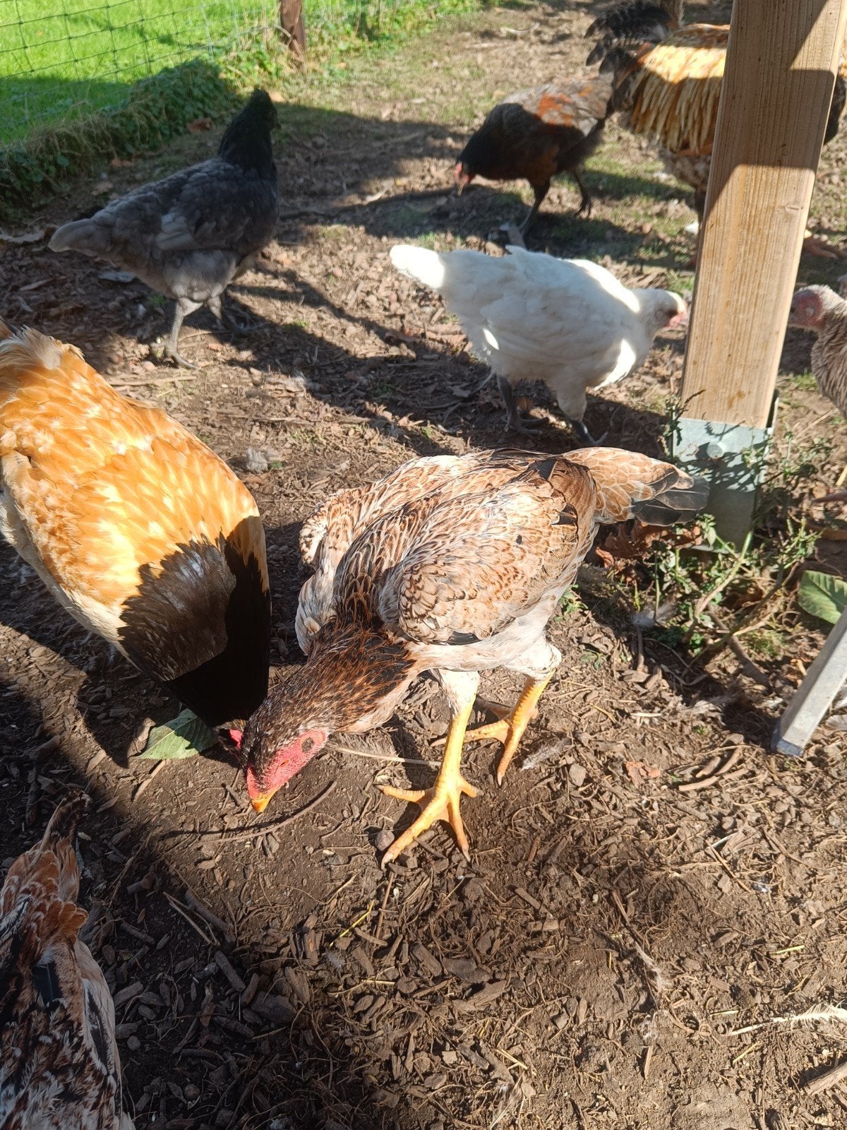 vecht kip hen, Dieren en Toebehoren, Kip