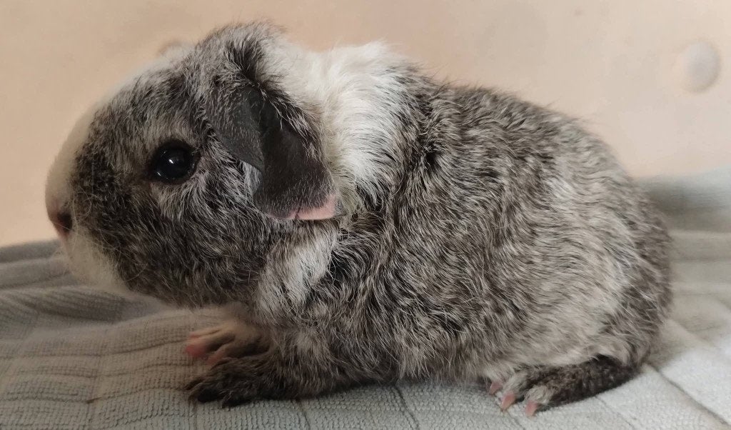 Zilveragouti bonte Rex beer, Dieren en Toebehoren, September, Mannelijk, Cavia