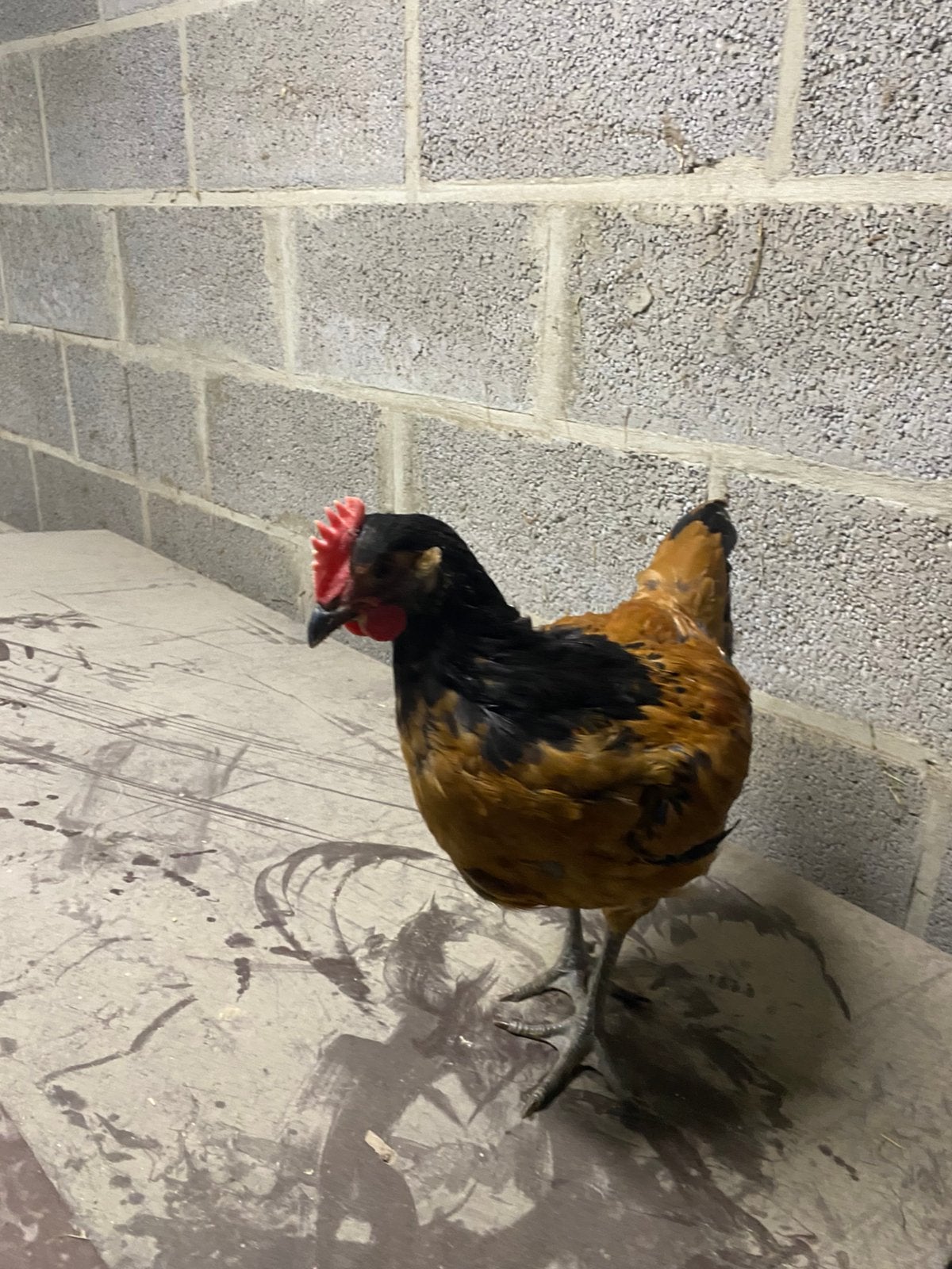 Raszuivere hanen, Dieren en Toebehoren, Mannelijk, Kip