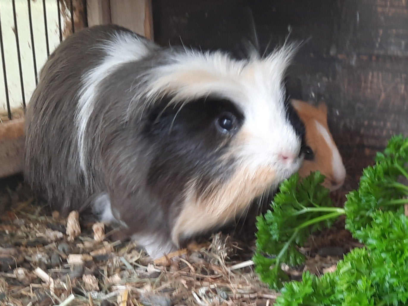 2 cavia's  GRATIS, Dieren en Toebehoren, Knaagdieren, Cavia, Mei
