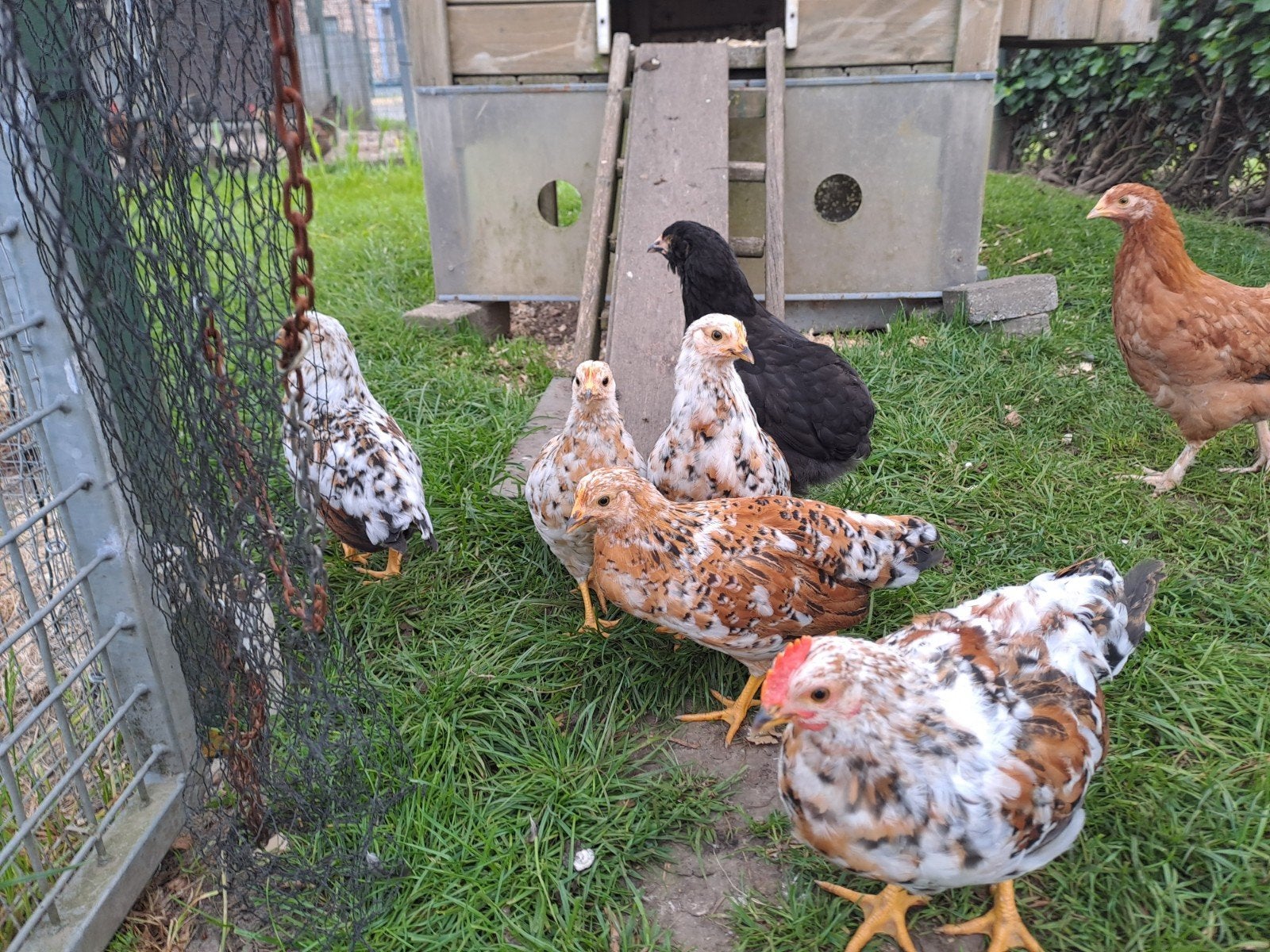 Jonge legkippen, Dieren en Toebehoren, Pluimvee