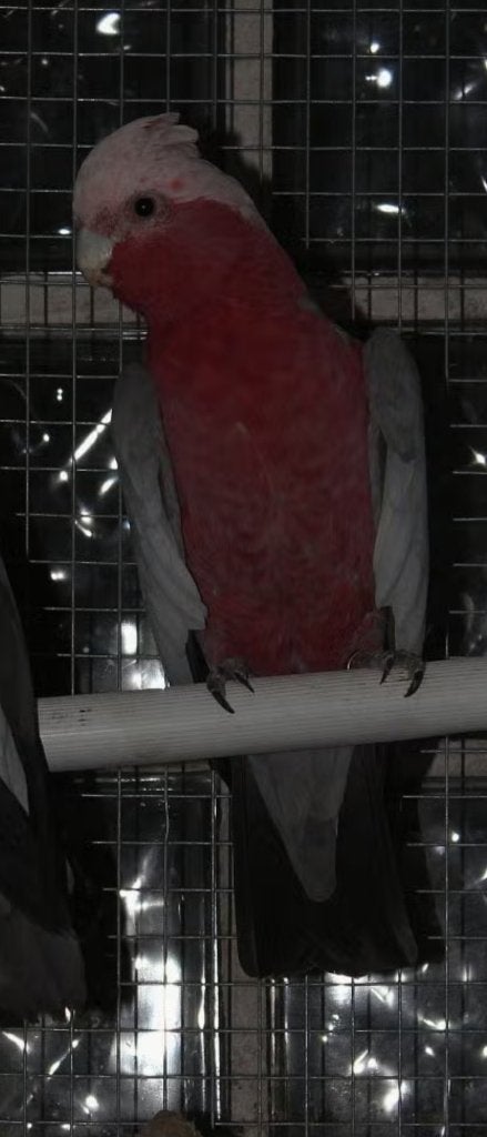 Male rosalbin, Mâle