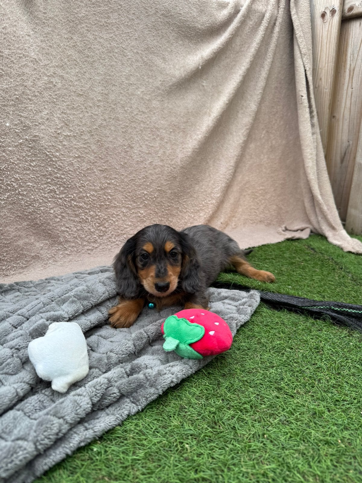 Prachtige langharige dwergteckel pups, Dieren en Toebehoren, Parvo, België, Reu, 8 tot 15 weken