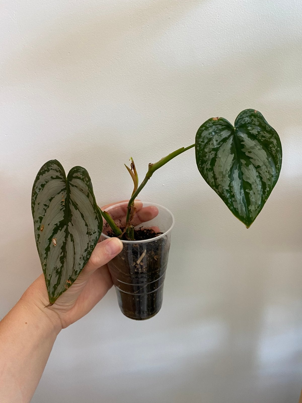 Philodendron brandtianum, Ophalen of Verzenden