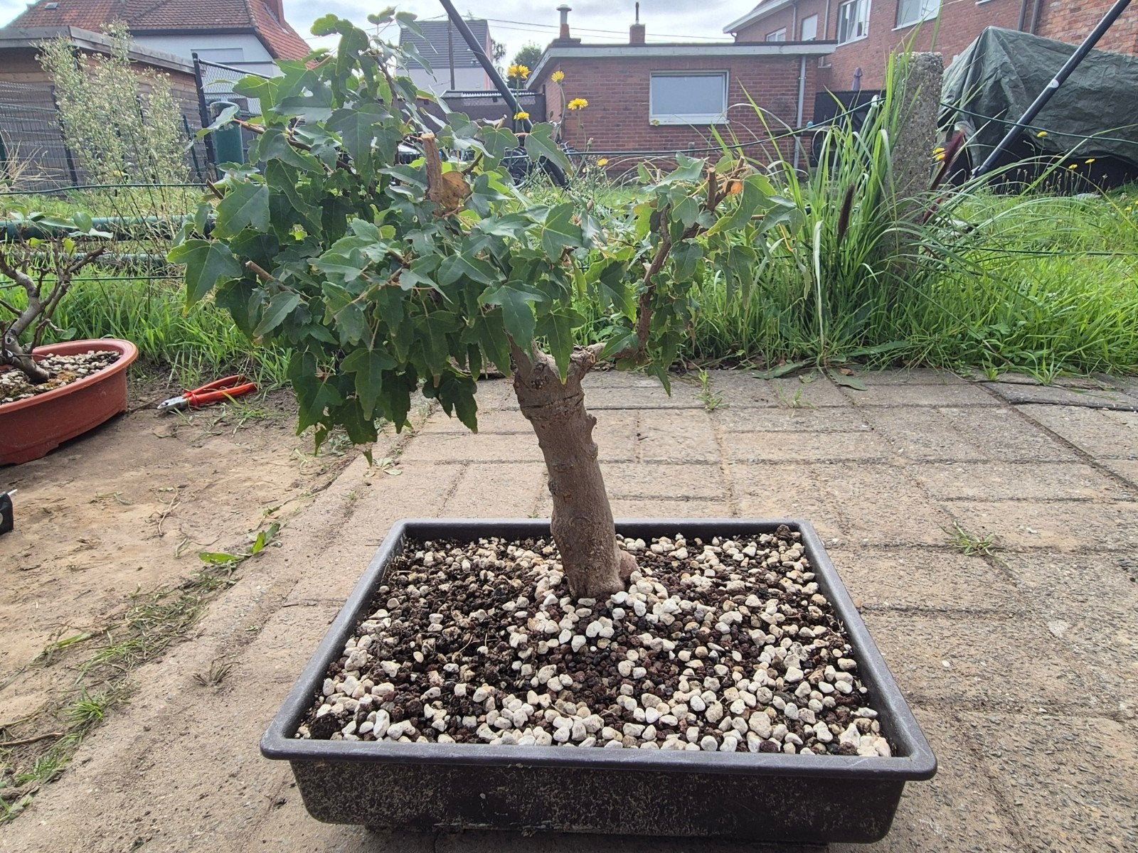 bonsai Drietand esdoorn - Acer Buergerianum en sierappel, Ophalen, Overige soorten