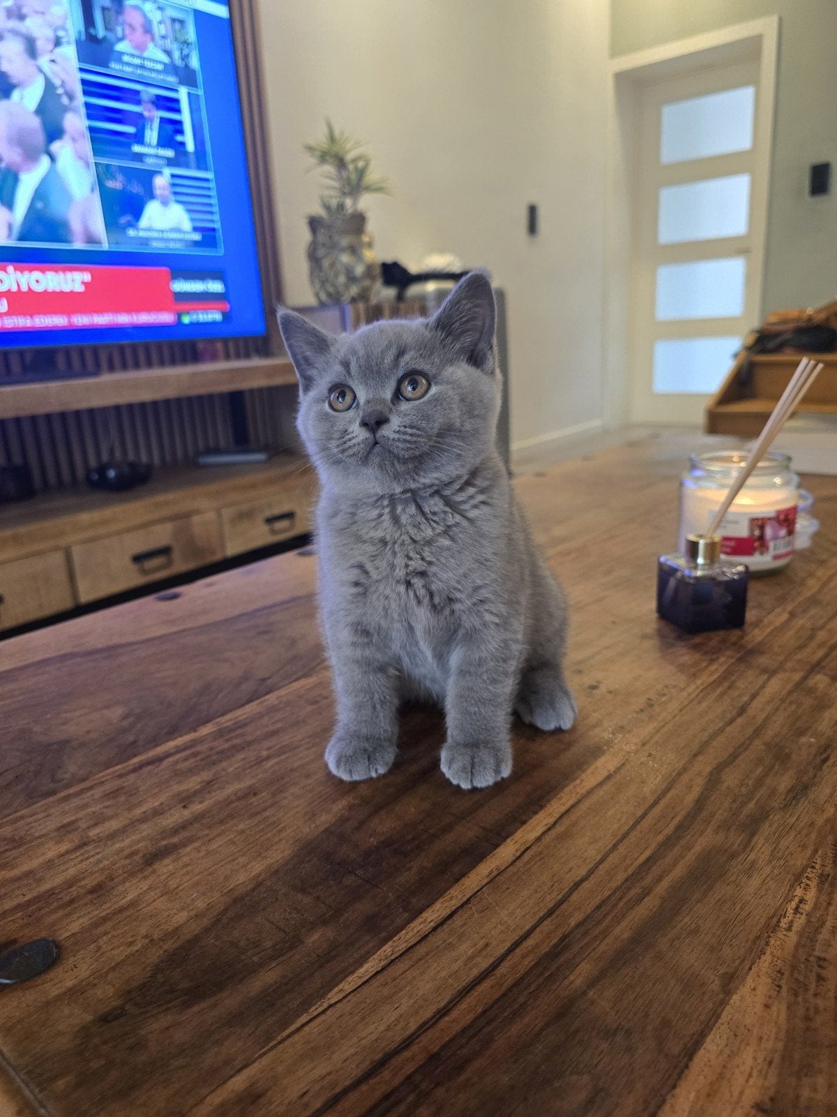 Britsekorthaar kitten, Kater, Gechipt, 0 tot 2 jaar