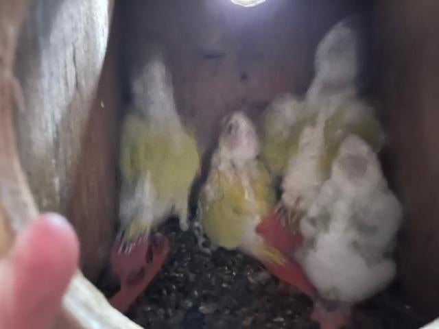 Pyrrhura  lutino, Dieren en Toebehoren, Geslacht onbekend, Parkiet, Geringd