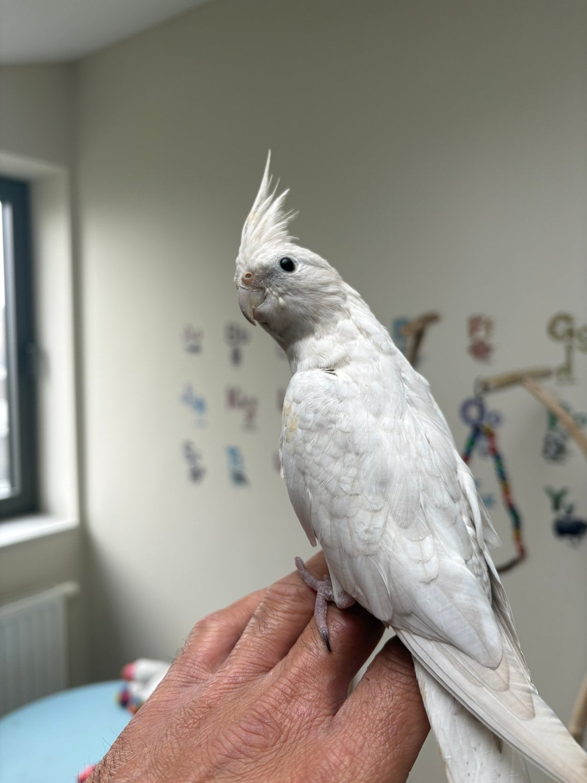 Taam parkiet 50 euro, Dieren en Toebehoren, Parkiet