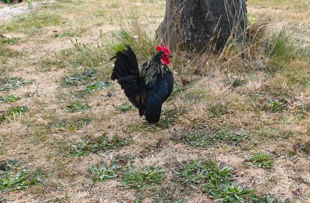 Ayem Maleise haantjes, Plusieurs animaux, Poule ou poulet
