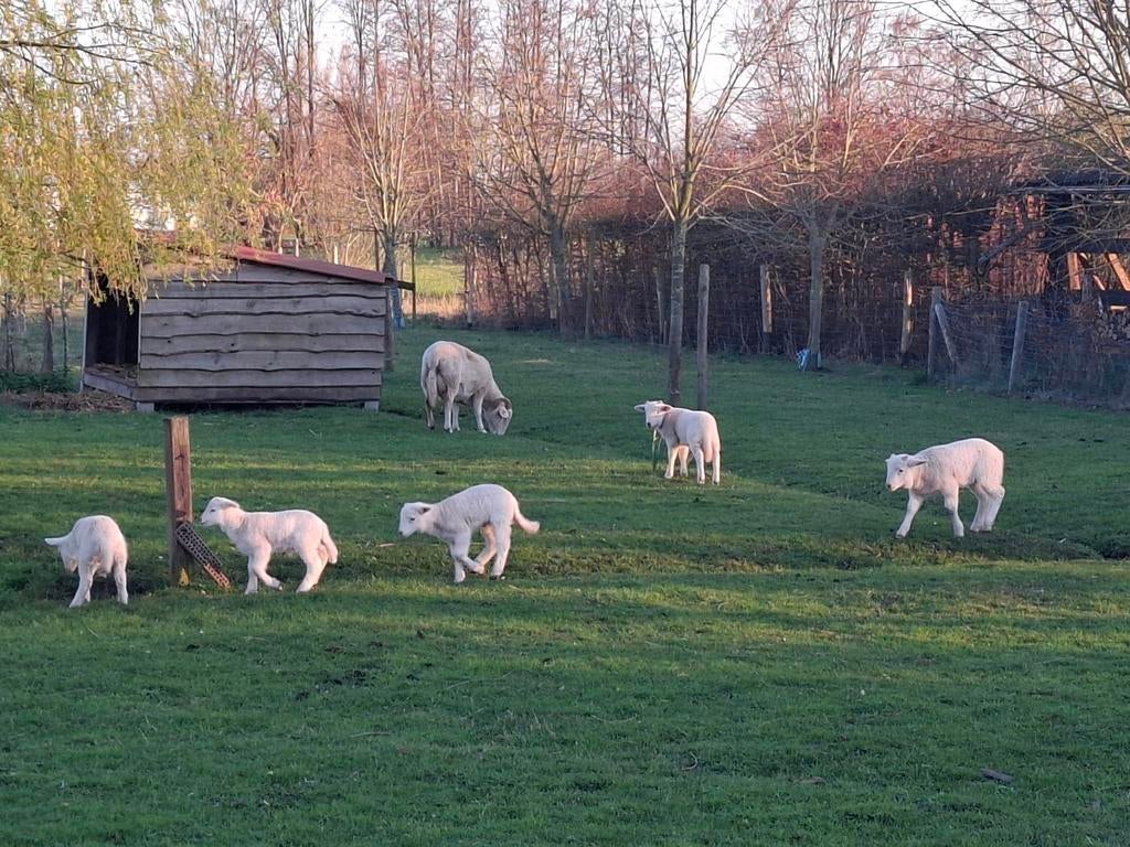 Wiltshire Horn stamboek ramlammeren (te reserveren), Mâle, Mouton, 0 à 2 ans