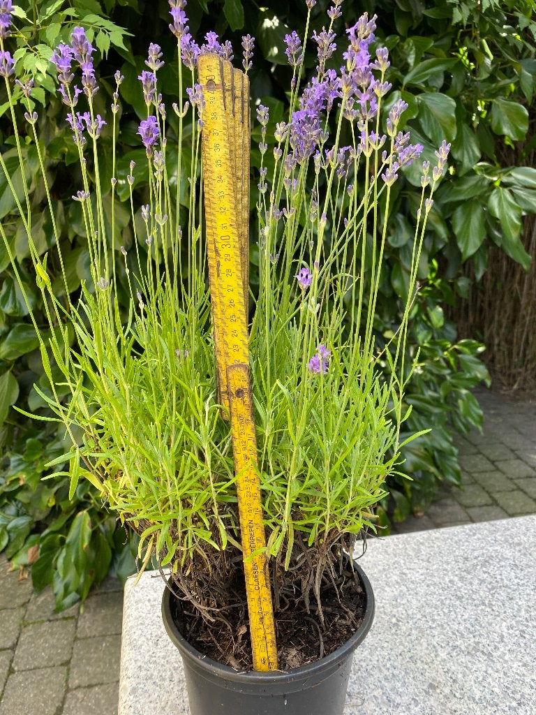 Lavande, Enlèvement, Plante fixe