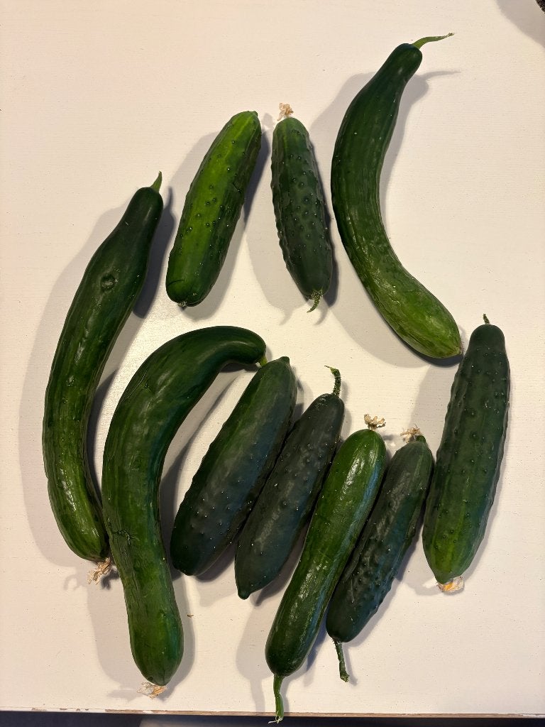 Komkommers, Tuin en Terras, Ophalen, Volle zon, Groenteplanten, Eenjarig