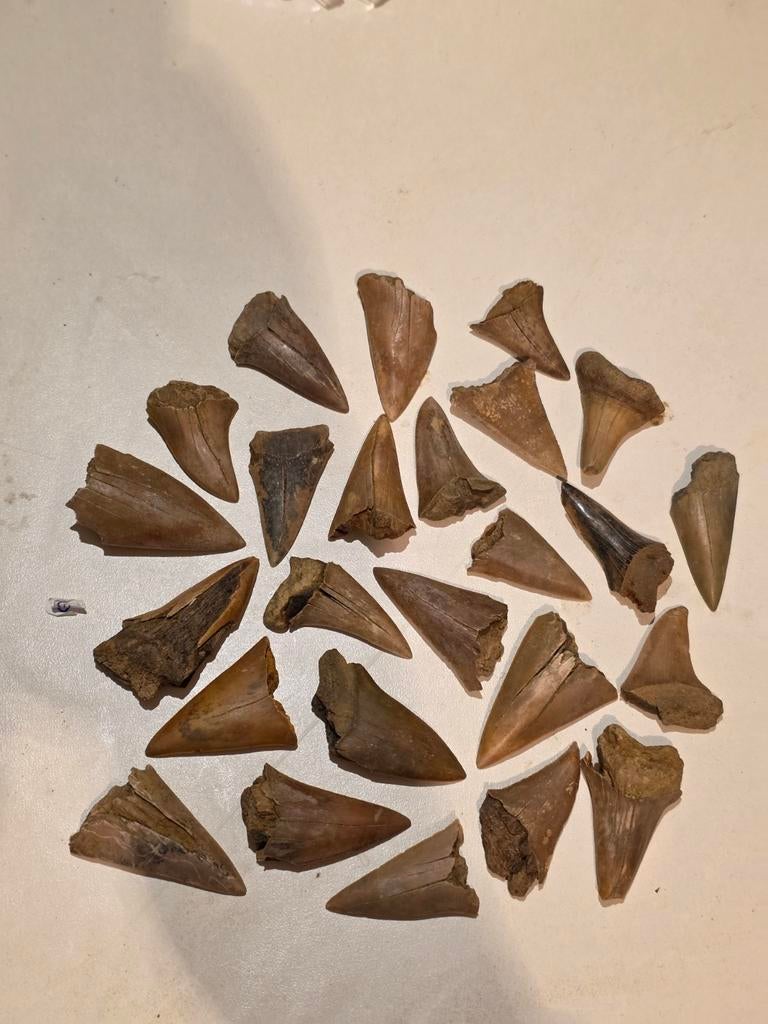Ensemble de 25 grands fossiles de dents de requin de Rumst., Enlèvement ou Envoi, Fossile