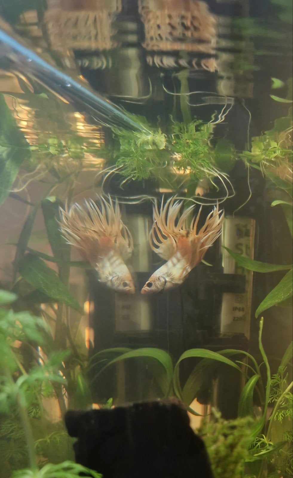 Betta crowntail man, Dieren en Toebehoren