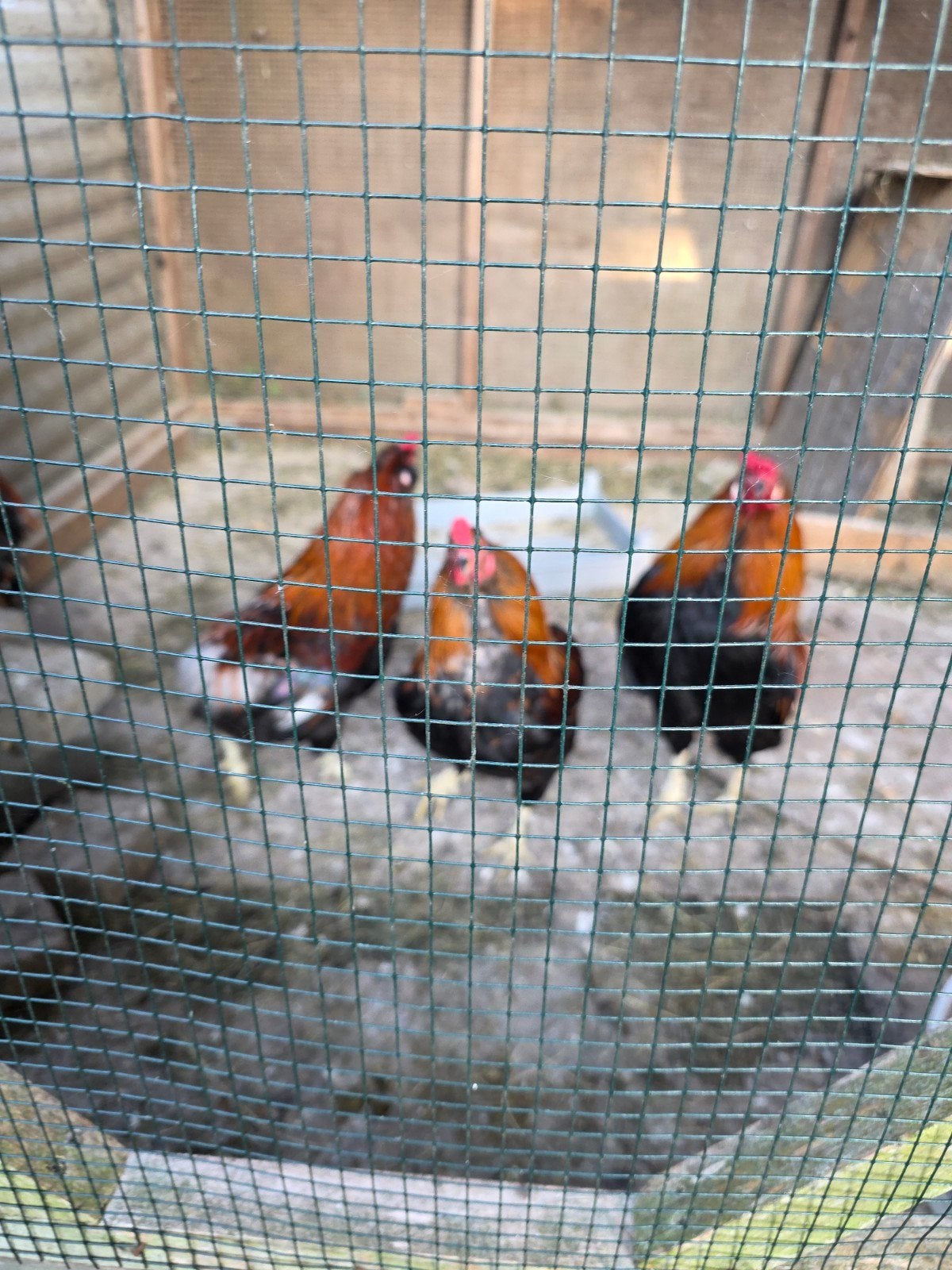 Aurakana kippen, Dieren en Toebehoren, Pluimvee