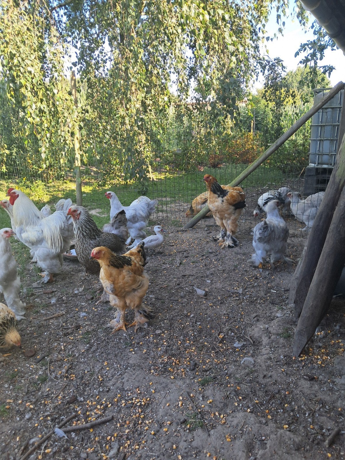 Brachma's, buff .Hanen. 2026, Dieren en Toebehoren, Meerdere dieren, Kip