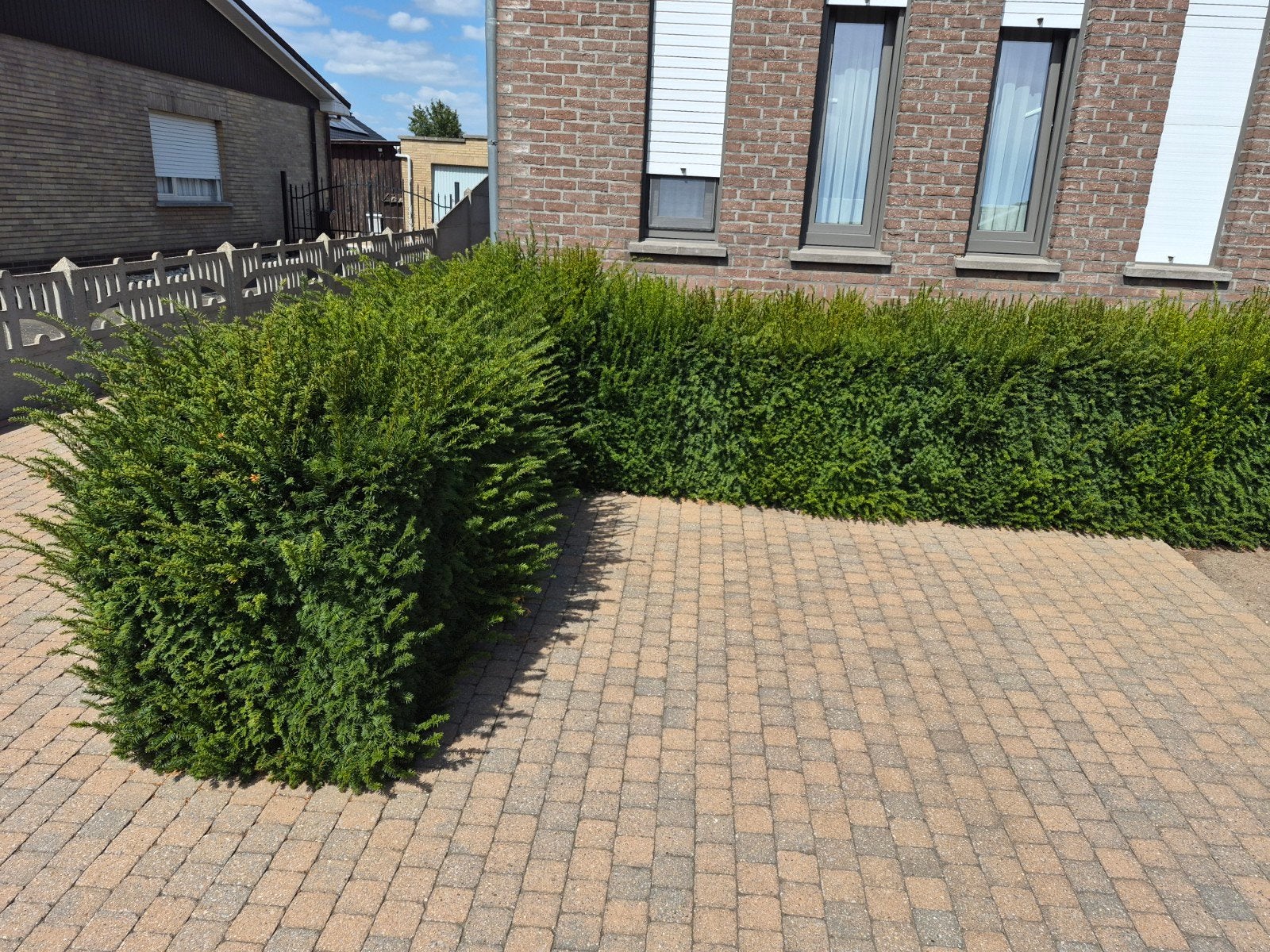 gratis taxushaag, Tuin en Terras, Ophalen, Taxus, Haag, Minder dan 100 cm