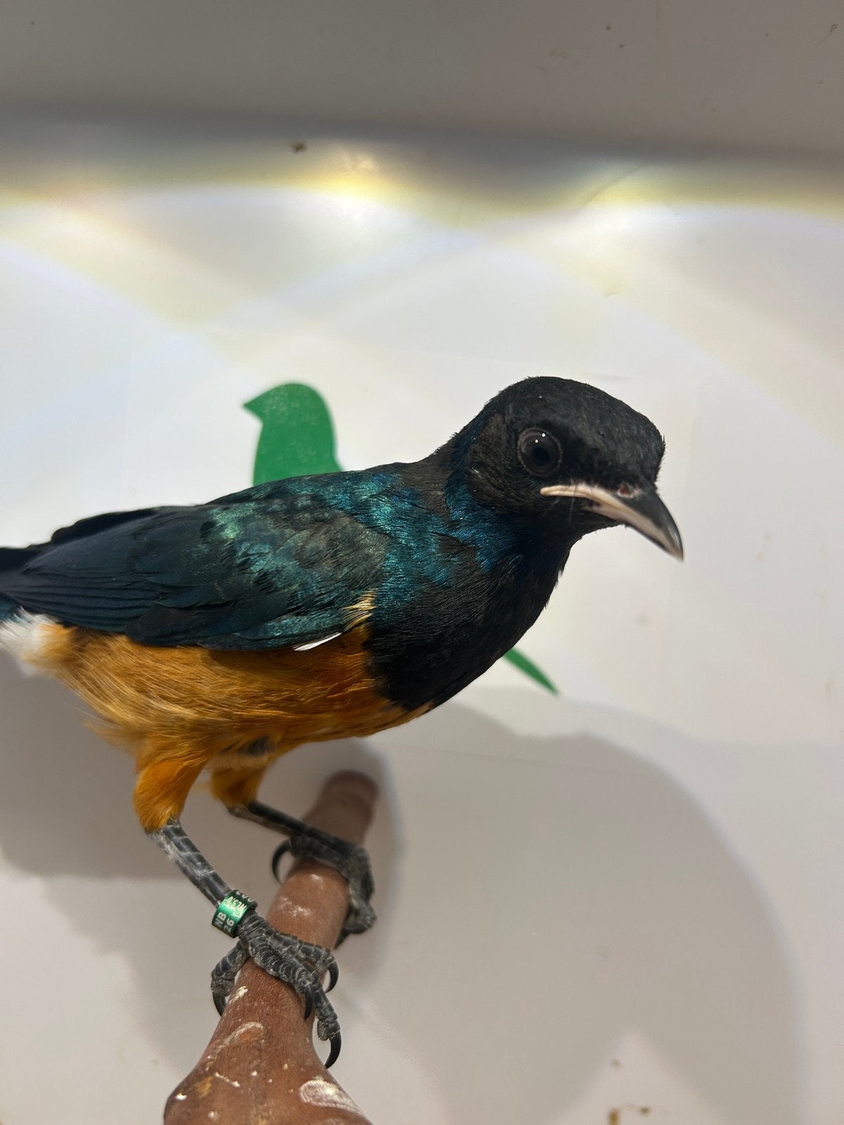 2-0 driekleur glansspreeuw ( in nl ), Mâle, Oiseau tropical