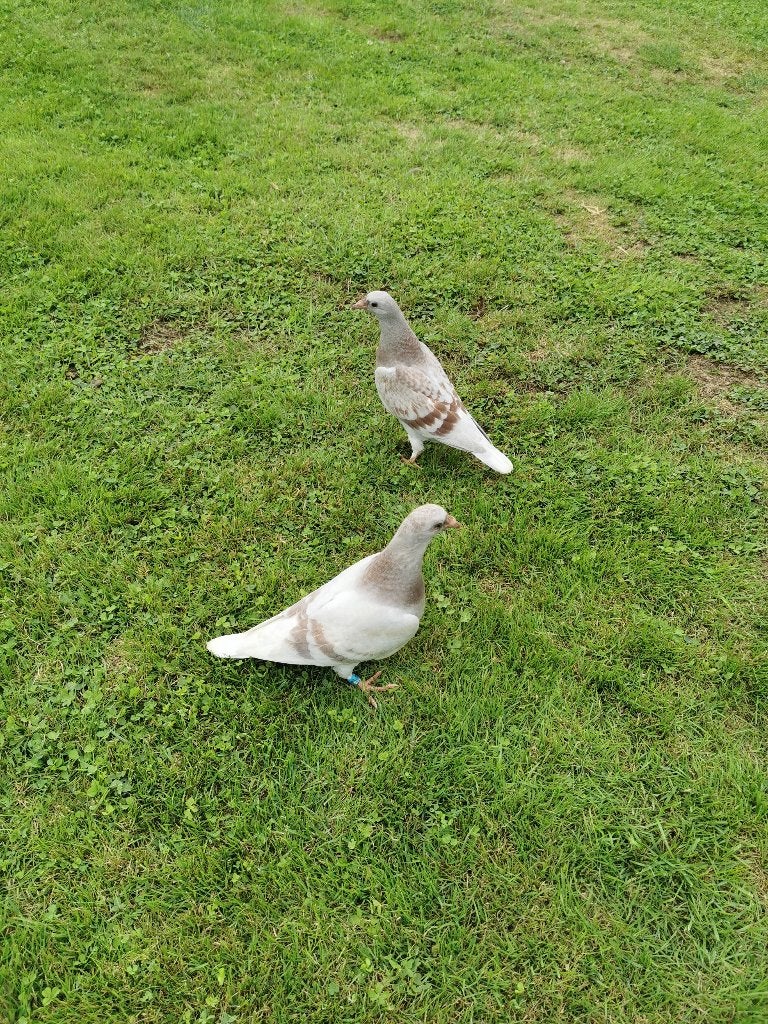 2 Jonge duiven speenklare, Geslacht onbekend, Postduif