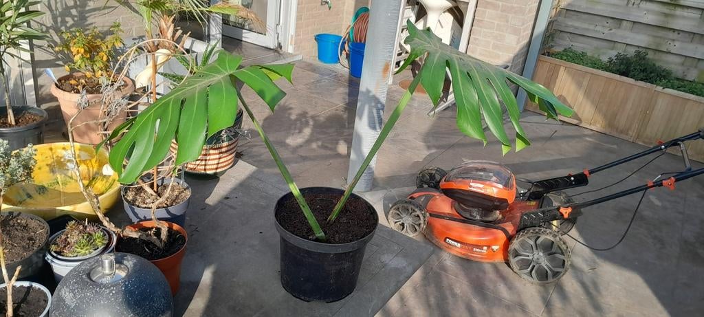 Monstera gewortelde stek, Ophalen