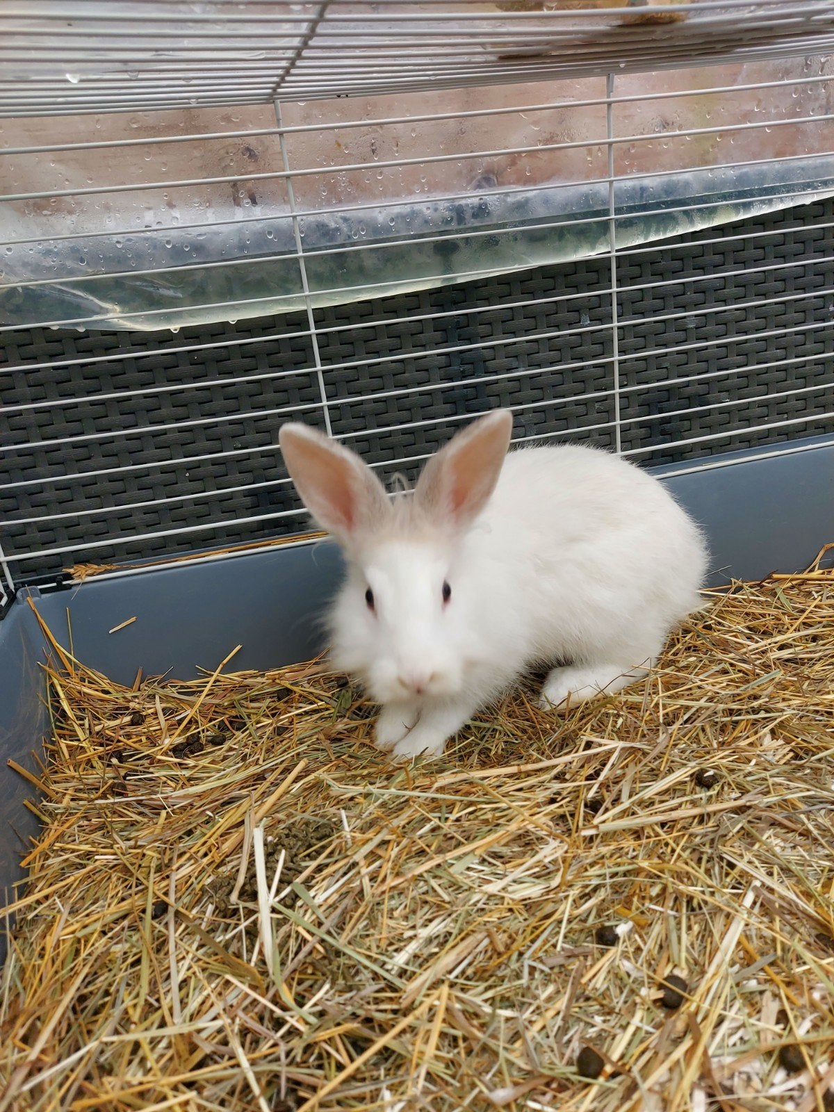 konijnen + kooi mannelijk, Dieren en Toebehoren, Mannelijk