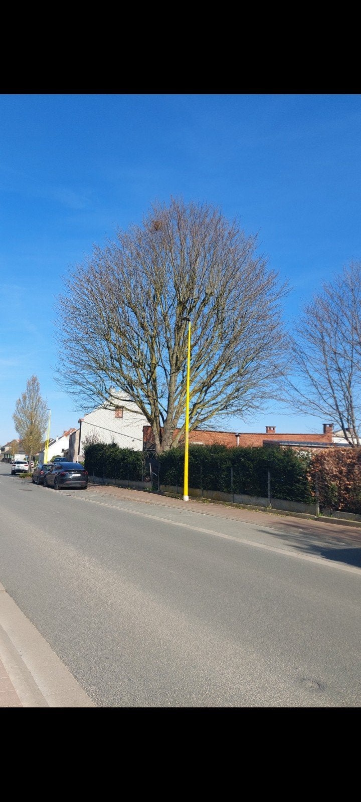 RECHERCHÉ : qui peut abattre cet arbre en échange de bois, Immo, Malines