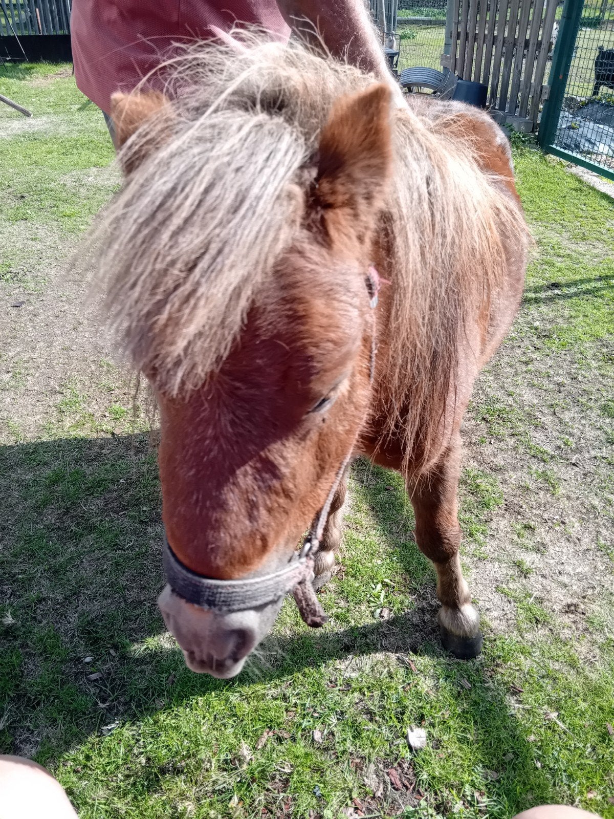 mini paarje, hengst 0,75 groot, Dieren en Toebehoren, Hengst