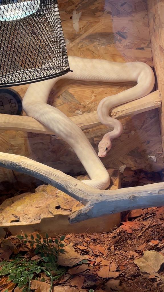 Koningspyton te koop of te ruil, Dieren en Toebehoren, Reptielen en Amfibieën