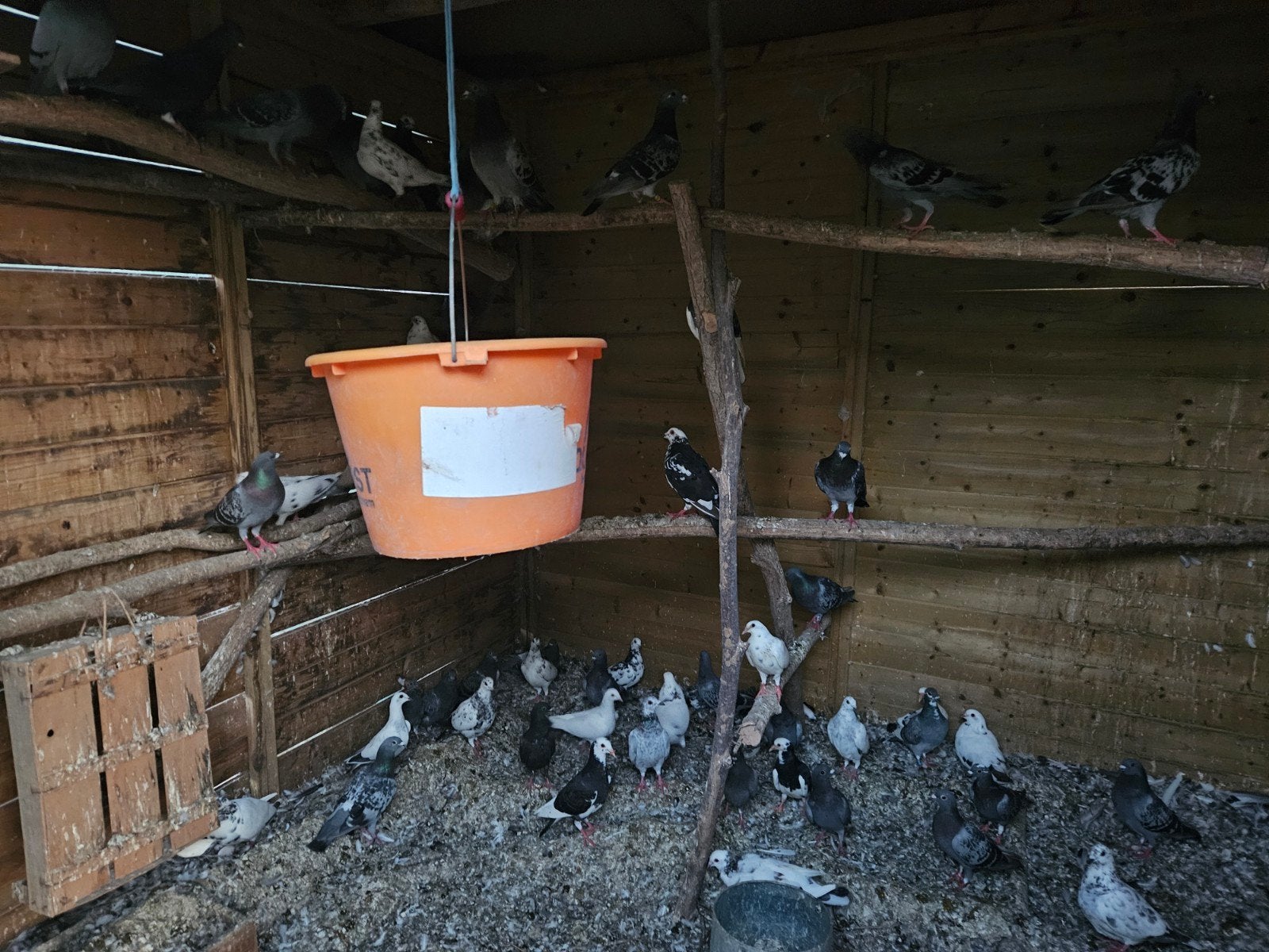 Pigeons d'ornement