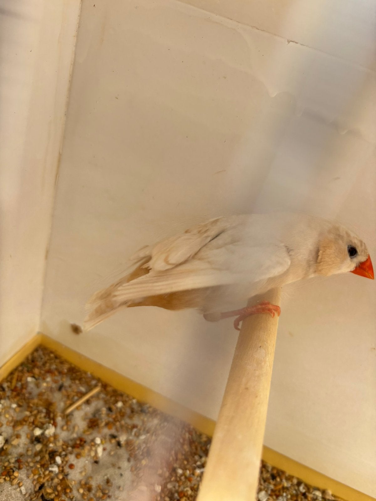 TT zebravinken 2 isabel bruine poppen, Meerdere dieren, Tropenvogel, Geringd