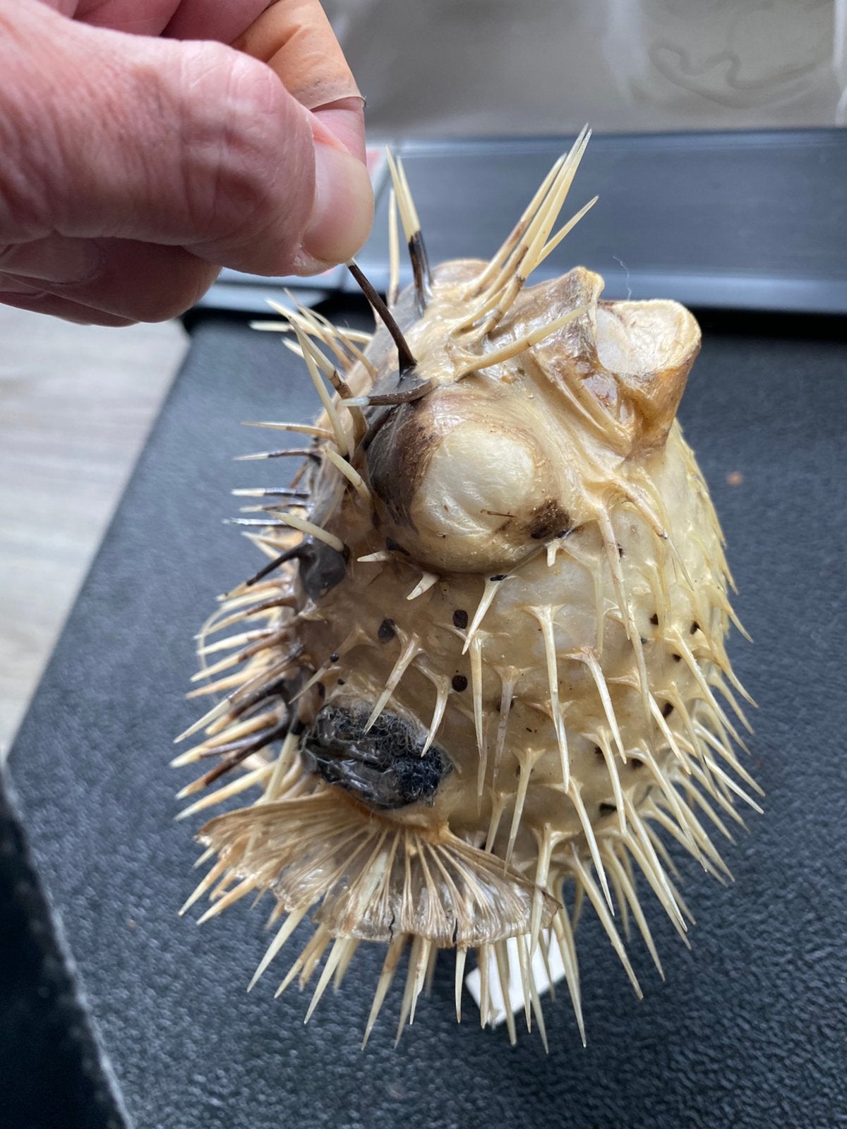 Real Dried Blowfish (Porcupine Fish ), Huis en Inrichting, Ophalen of Verzenden, Nieuw