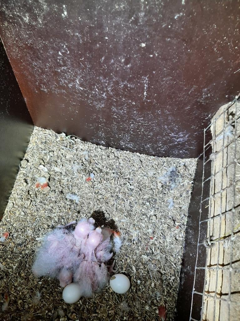 Rosellas, Dieren en Toebehoren