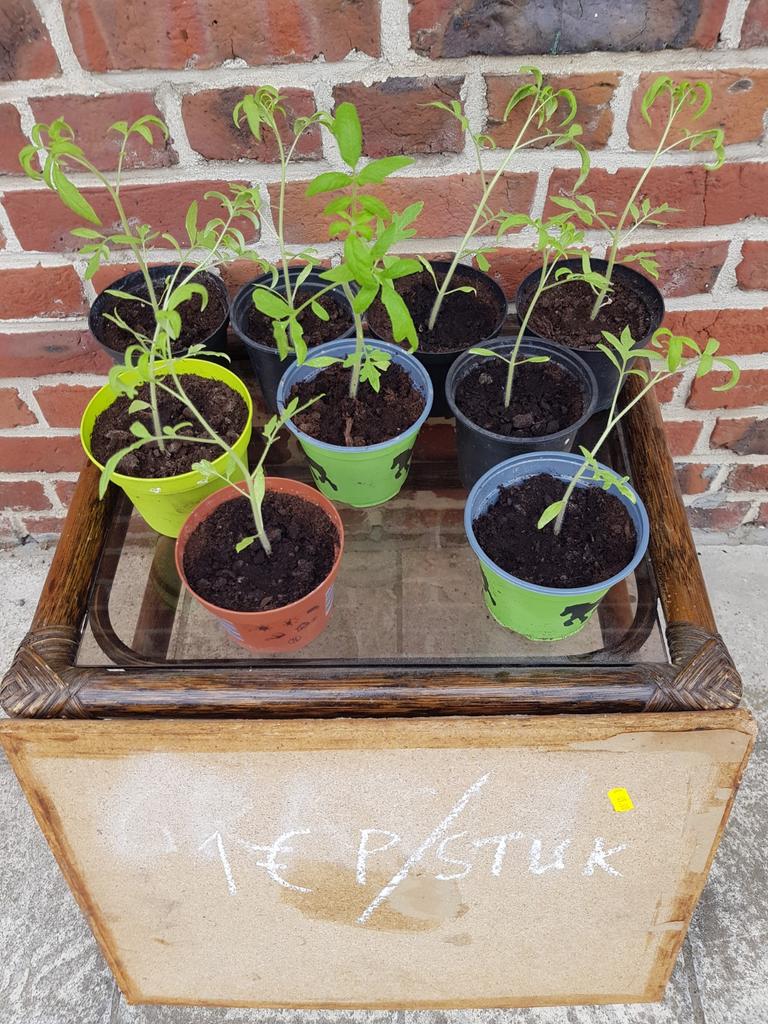 Tomaten-plantjes., Ophalen